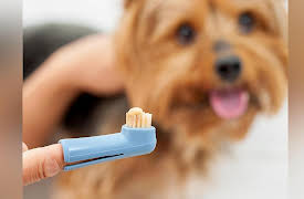 Dog Training 101: Building a Conditioned Emotional Response