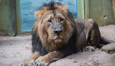 Giraffe, Erdmännchen & Co.