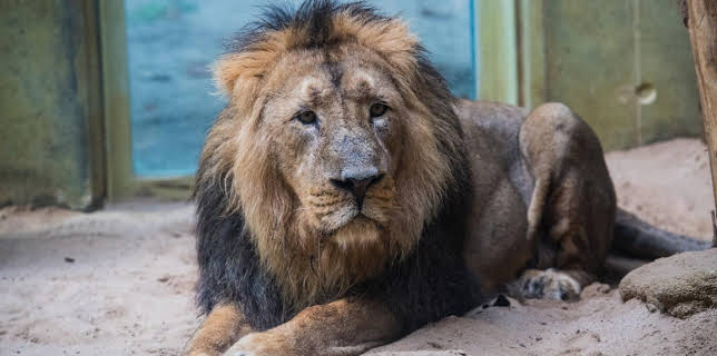 05:45: Giraffe, Erdmännchen & Co. | HR Fernsehen | 12/3 2025