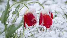 Schnittgut. Alles aus dem Garten