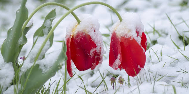 15:30: Schnittgut. Alles aus dem Garten | BR Fernsehen | 1/28 2026