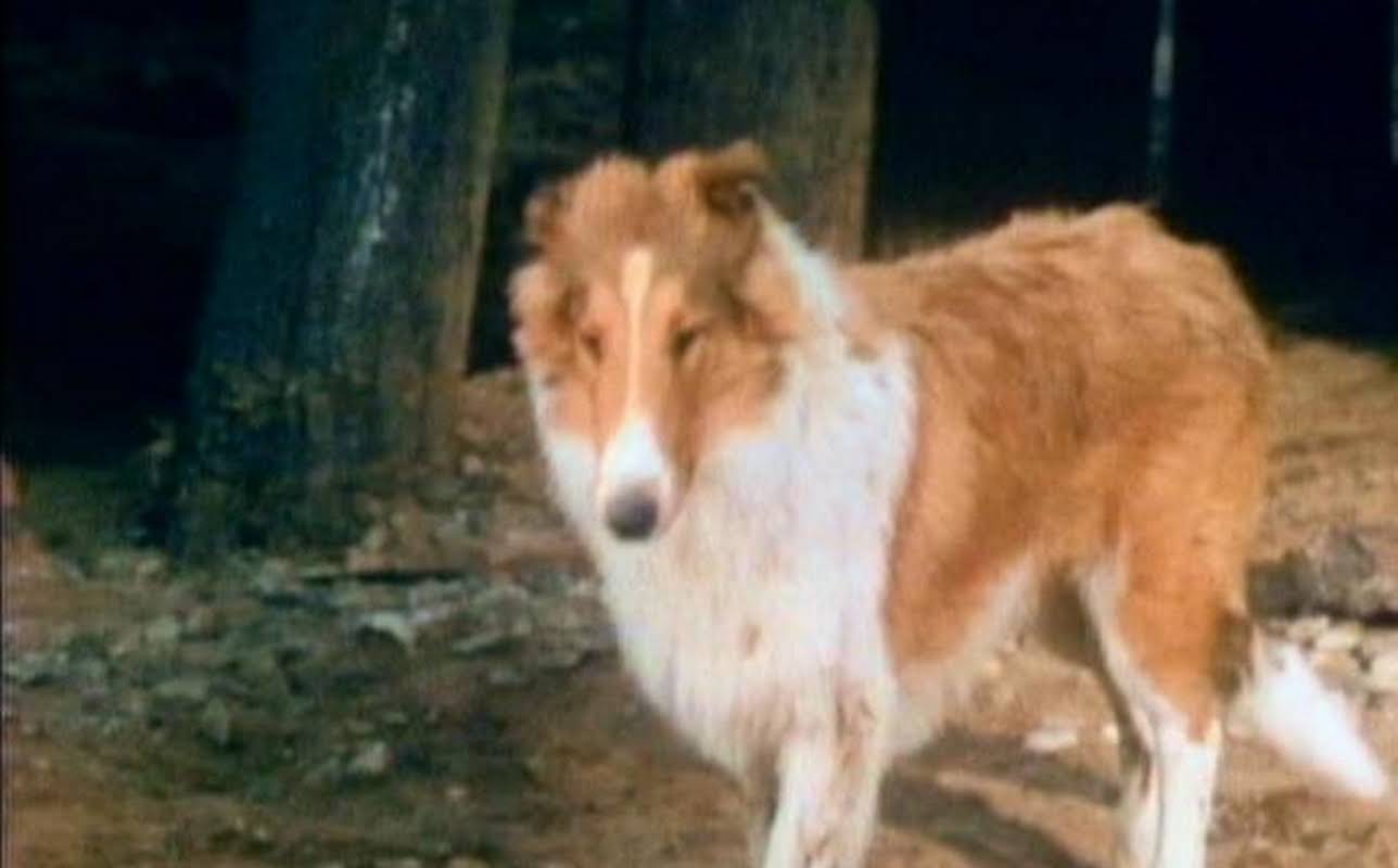 Collie