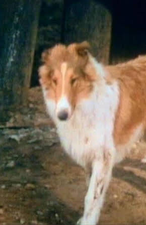 Collie as 