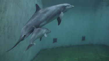 08:20: planet schule: Tiere im Zoo - Tierisches Familienleben | WDR Fernsehen | 9/7 2026