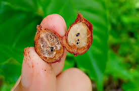 I Contain Multitudes: Microbe Minute, Season 1: Coffee Borer Beetle