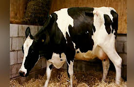 Vets in Action: Episode 9