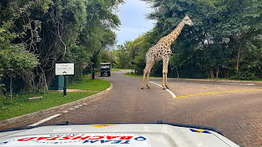 20:45: Team Bachstad i Afrika: Diamantlandet Botswana | NRK Tegnspraak | 4/5 2026