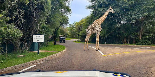 13:45: Team Bachstad i Afrika: Diamantlandet Botswana | NRK 2 | 11/7 2025