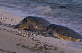 Guardians of the Reef: Rescuing the Sea Turtles on Rain Island