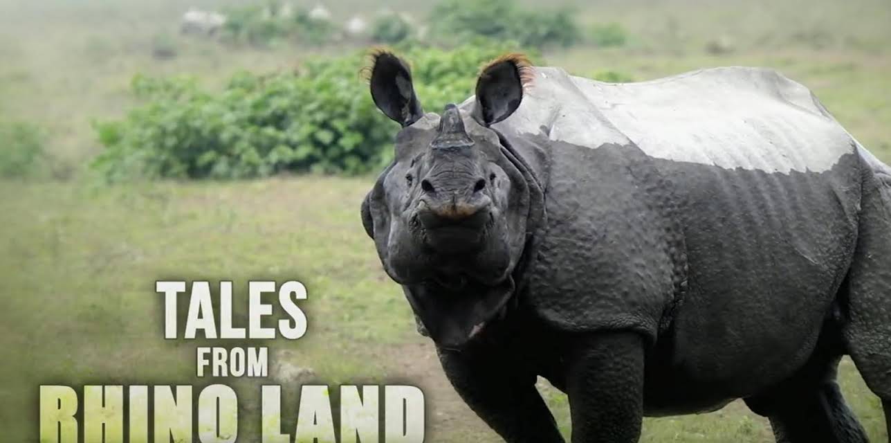 Tales from Rhino Land