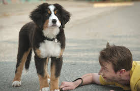 Superhundarna: Superhundar, superhjältar