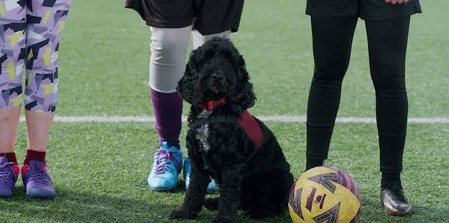 12:30 PM: Dog Squad (S3) | Cbeebies | 2/26 2026