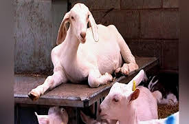 Vets in Action: Episode 5