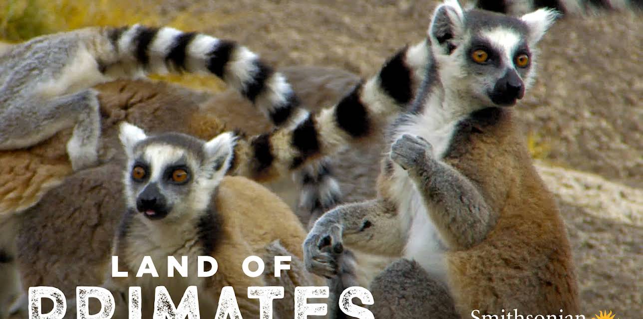 Land Of Primates