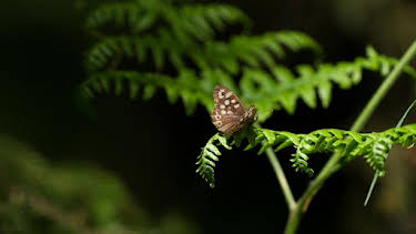 18:35: Schmetterlinge!!! - Superhelden der Natur | Arte | 4/7 2026