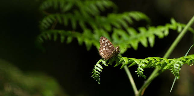 16:52: Schmetterlinge!!! - Superhelden der Natur | Arte | 11/25 2025