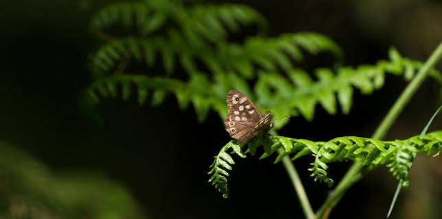 Schmetterlinge!!! - Superhelden der Natur