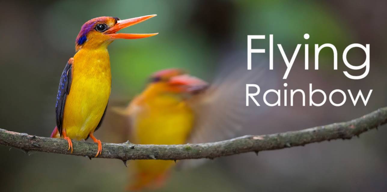 Flying Rainbow (2016)