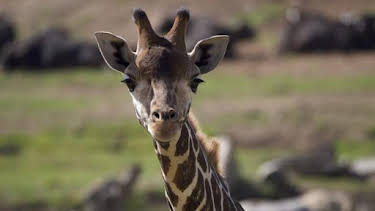 3:00 PM: The Zoo: San Diego (S2) | Discovery Channel | 9/21 2026