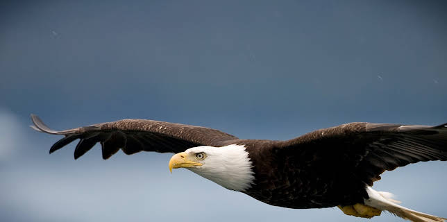 8:00 PM: Rugged Justice (S1 E1) (S1) | Animal Planet | 2/18 2026