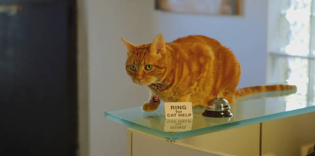 16:00: My Cat From Hell (S9 E12) (S9) | Animal Planet | 12/13 2025