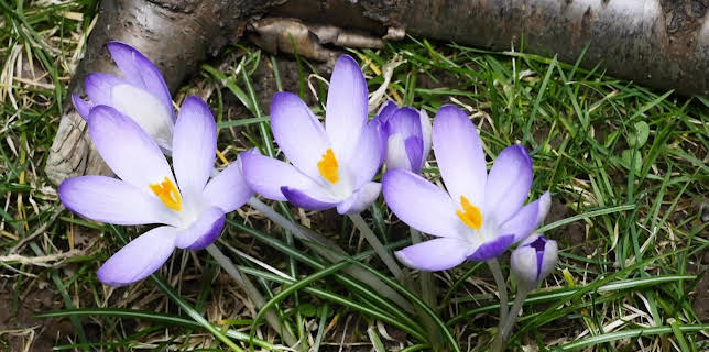 08:30: MDR Garten | MDR Fernsehen | 3/8 2026