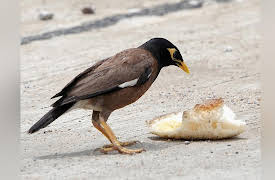 The Scientific Wonder of Birds: Bird Brains: Tool Wielders and Snack Stealers