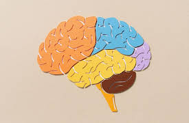 Introduction to Cognitive Science: A Hands-On Guide to Brain Anatomy