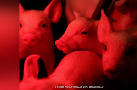 Nature Shock: Pig Bang