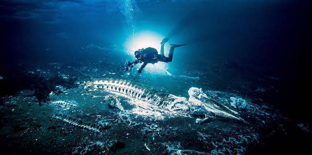 17:38: Grönland - Wilde Natur | Arte | 12/10 2025