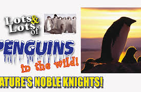 Lots & Lots Of: Lots & Lots | Penguins in the Wild