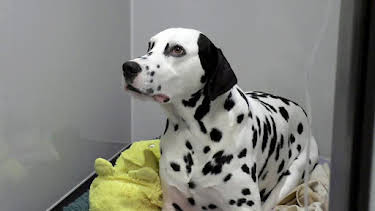 8:00 PM: Vets: Gach Creutair Beo (S8 E3) (S8) | BBC Alba | 1/20 2026