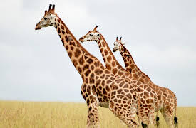 Nature's Greatest Talents, Season 1: The Art of Seduction