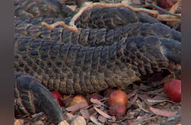 Ultimate Animal Countdown Season 1: Venom