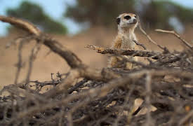 Meerkat Manor: Rise of the Dynasty, Season 1: Gone Girls