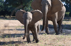 72 Cutest Animals: Bouncing Buddies
