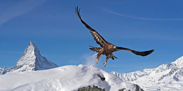 20:15: Wilde Alpen (2/2) | SR Fernsehen | 2/22 2026