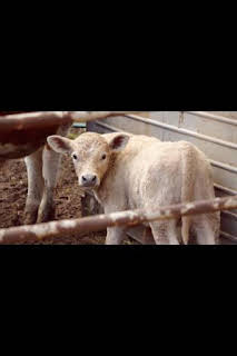 22:45: El increíble doctor Pol: Cachorros con altibajos | Nat Geo Wild | 3/19 2026