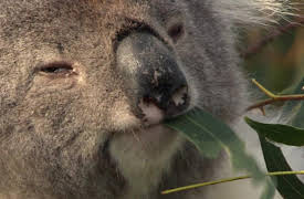 History Of Life On Earth: Mammal Takeover