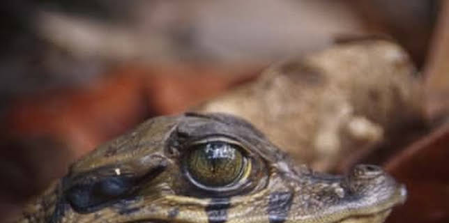 Animal River Challenge: Day of the Cayman (2010)