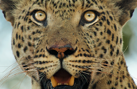 Big Cats 24/7: Lions Versus Crocodiles