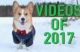 Topi the Corgi: Rewind 2017
