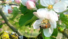 Grandes Documentales Hijas Del Sol