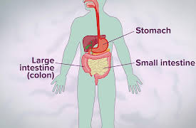 The Hidden Power of Microbes: The Functions of Your Gut Microbiome