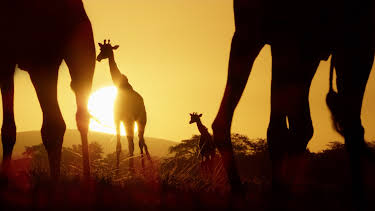 17:30: Serengeti - Wilde Geschichten aus der Savanne (6/6) | 3SAT | 8/28 2026