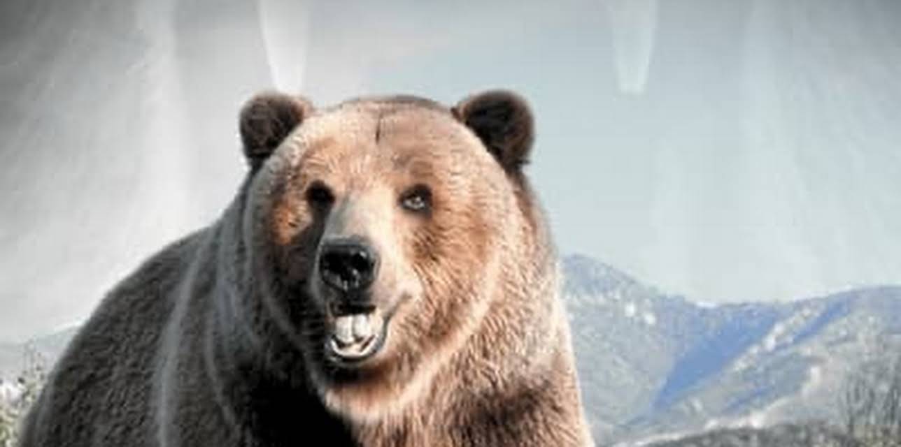 Bear Evidence (2001)