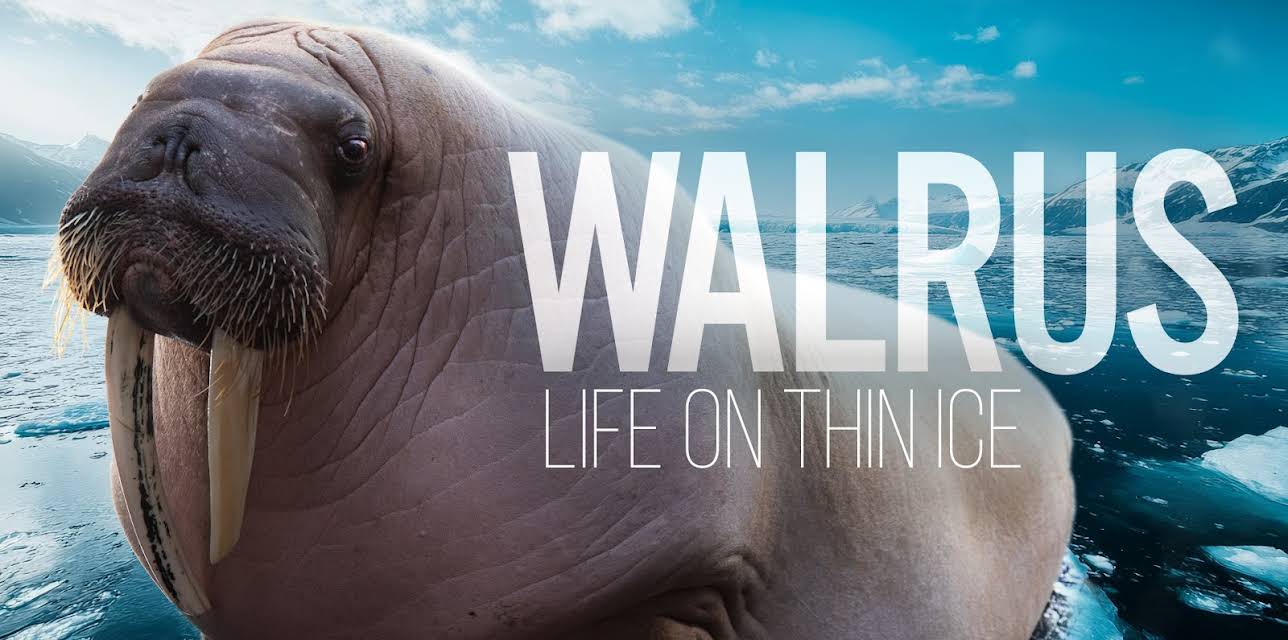 Walrus: Life on Thin Ice (2025)