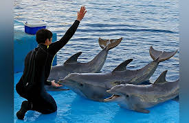 Life in the World's Oceans: Intelligence in Marine Mammals