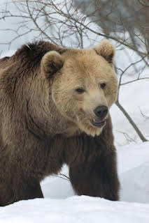 15:28: Llop contra ós | Esport 3 | 4/9 2026