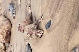 Paranormal Caught on Camera, Season 1: The Montauk Monster and More